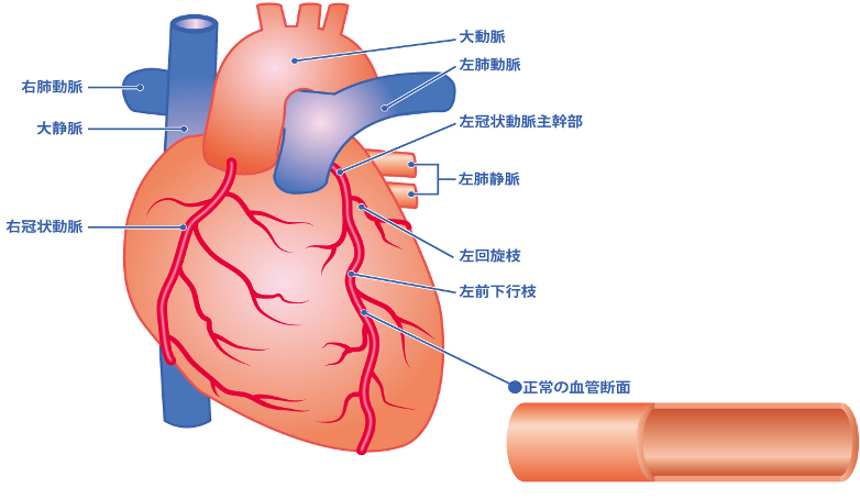 冠動脈の働き