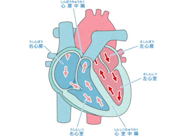 心臓の働き