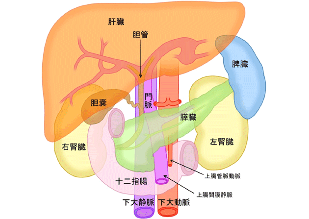 腹部超音波検査で調べる臓器の模式図