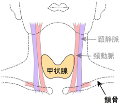 宇都宮記念病院 健診センターの甲状腺超音波検査