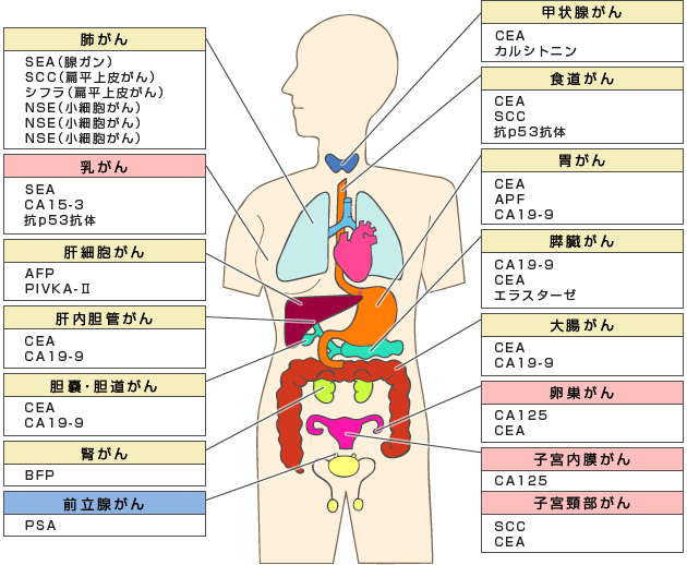 宇都宮記念病院の腫瘍マーカーについて