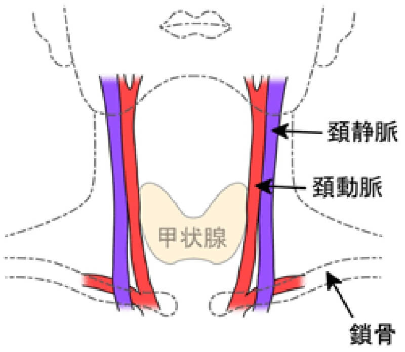 頚動脈超音波