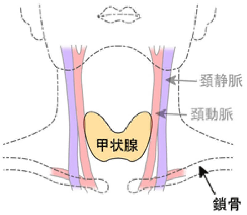 甲状腺超音波