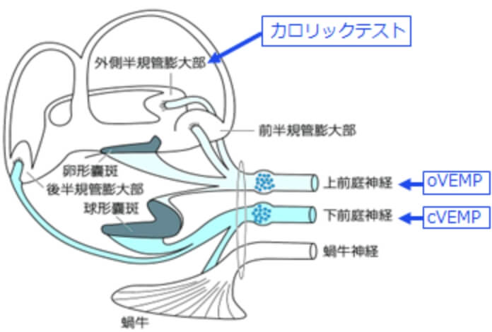 脳波計における電気眼振図(ENG)の記録